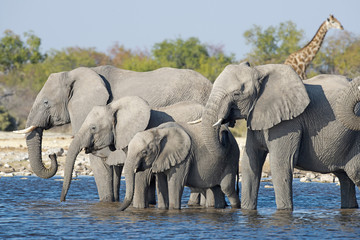 Etosha National Park Namibia, Africa, elephants drinking.