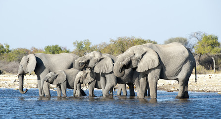 Etosha National Park Namibia, Africa elephants drinking.