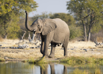 Etosha National Park Namibia, African elephant. - obrazy, fototapety, plakaty