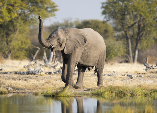 Fototapeta Etosha National Park Namibia, African elephant.