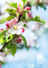 Spring blurred background with closeup on apple blossoms
