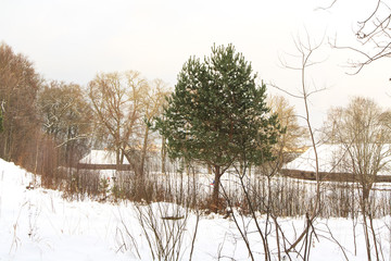 Winter landscape