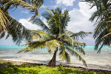 Coconut Palm on Island off Coast of Belize