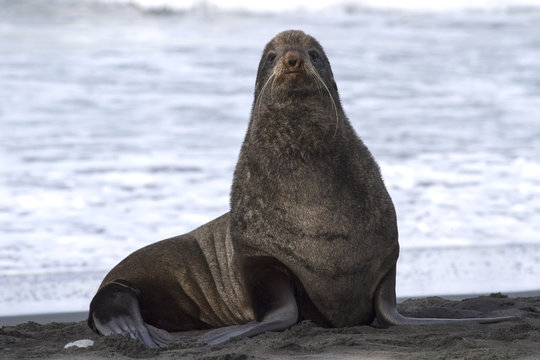 Northern fur seal on the beach near the rookery