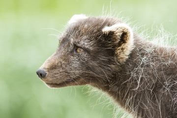 Portrait of a Commanders blue arctic fox in summer