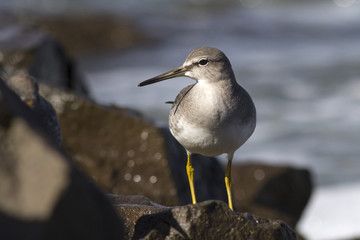 young grey-tailed tattler which stands on a rock by the ocean