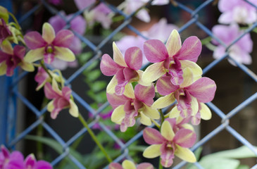 Obraz na płótnie Canvas beautiful orchid