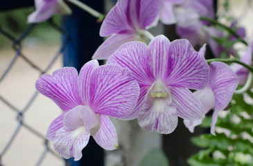 beautiful orchid