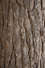 Bark wood texture