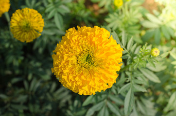 Marigold with light from the sun Daylight