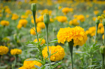 Marigold with light from the sun Daylight