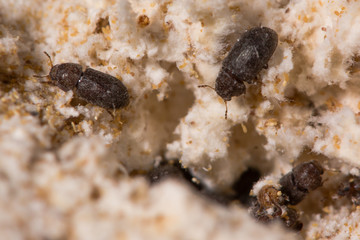 Cis boleti beetles within bracket fungus. Minute tree-fungus beetles burrowing with a Polyporales bracket fungus
