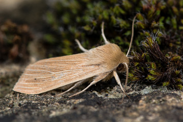 Common wainscot moth (Mythimna pallens). A moth in the family Noctuidae, at rest next to moss
