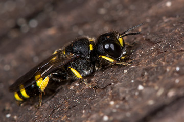 Ectemnius continuus digger wasp. A solitary wasp in the family Crabronidae, at rest on wood
