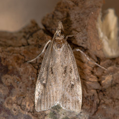 Eudonia pallida micro moth. A plain moth in the family Crambidae, at rest on wood
