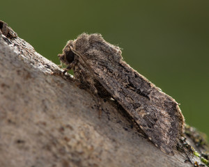 Flounced rustic (Luperina testacea) moth. An autumnal moth in the family Noctuidae, seen in profile at rest
