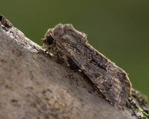 Flounced rustic (Luperina testacea) moth. An autumnal moth in the family Noctuidae, seen in profile at rest   © iredding01