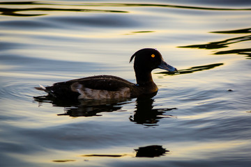 Tufted duck (Aythya fuligula). A small diving duck in the swimming on a lake in central London
