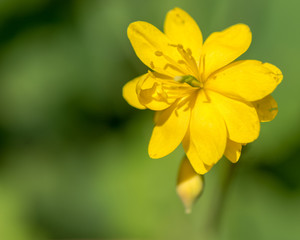 Greater celendine (Chelidonium majus) with double flower. An unusual form of this striking golden flower in the poppy family, Papaveraceae
