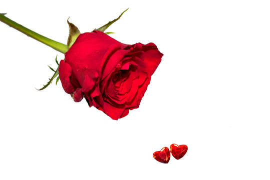 Valentine's rose with two hearts isolated on white background