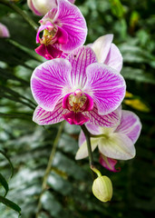 Fototapeta na wymiar Blooming Orchid, close-up