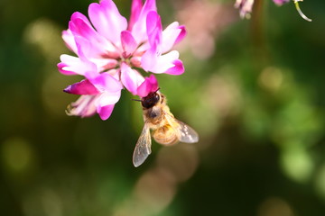 蜜蜂とレンゲの花
