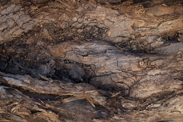 Olive wood texture