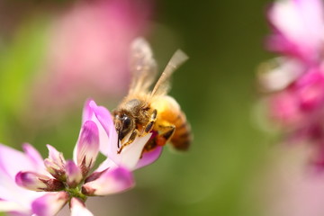 蜜蜂とレンゲの花
