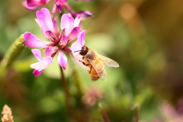 蜜蜂とレンゲの花

