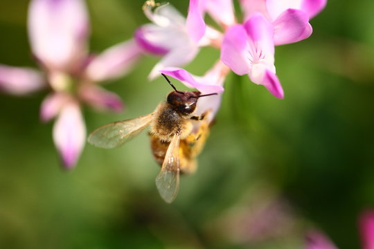 蜜蜂とレンゲの花
