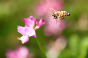 蜜蜂とレンゲの花
