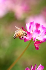 蜜蜂とレンゲの花
