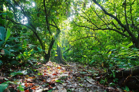 Fototapeta Footpath surrounded by lush vegetation of jungle