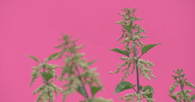 Tops of Saltbush, Orache, Atriplex, Weed