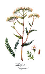 Yarrow set illustration. Hand-drawn herb on a white background.