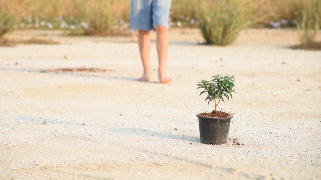 Child walking to the little seedling of tree that is on the dry land