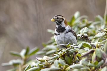 Lapland Bunting female is sitting on a branch near the nest