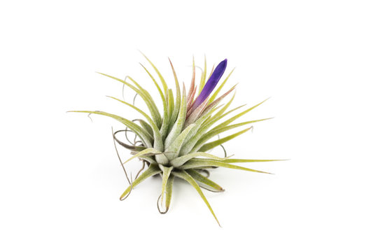 Air Plant Tillandsia Isolated White Background