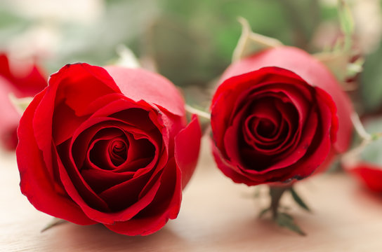 Beautiful red rose, Valentine day