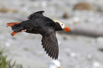 tufted puffin  Flying over the coast of the island