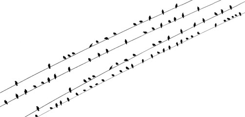 Birds on a wire wide PDK slanted