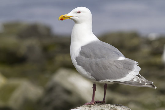 glaucous-winged gull is sitting on a rock by the ocean