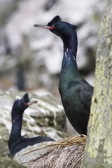 Portrait of pelagic cormorant sitting among the rocks