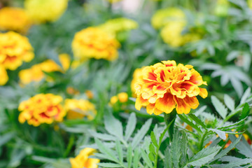 Marigold Flower