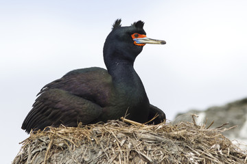 red-faced cormorant sitting in a nest in the rocks