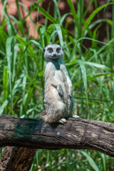 Suricata Standing on Branch