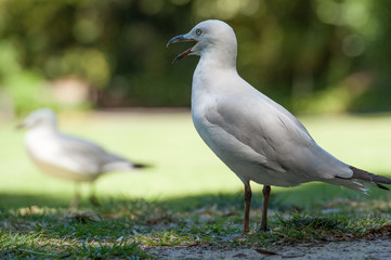Sea Gull Finding Food on Beach