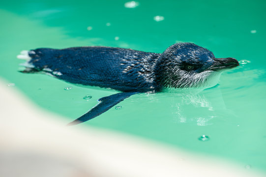 A penguin swimming in a middle of a pool