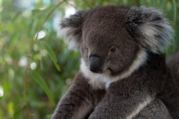 Un koala assis sur une branche d& 39 un arbre