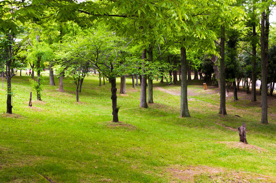quiet green Park.
